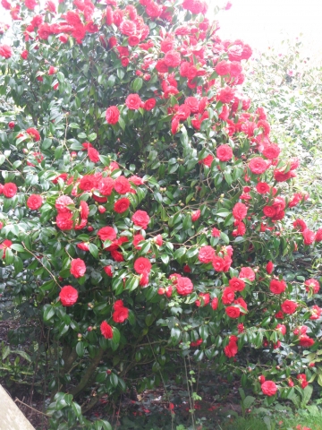 Camelias at Smedmore House