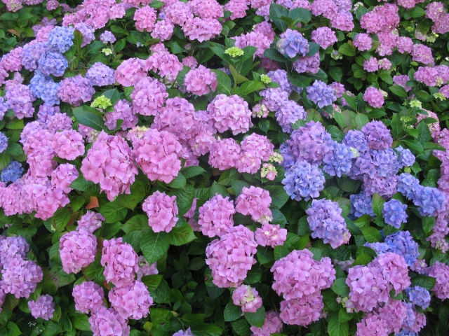 Hydrangeas at Smedmore House