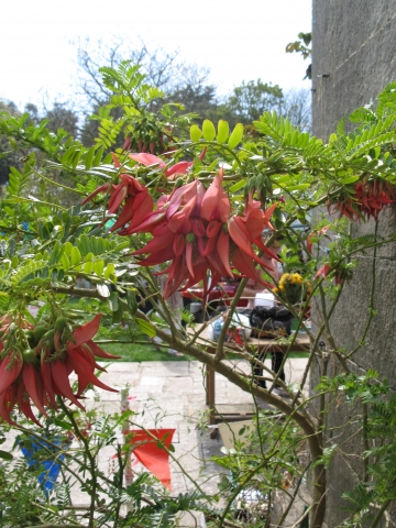 Lobster Claw plant at Smedmore House