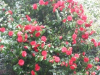 Camelias at Smedmore House
