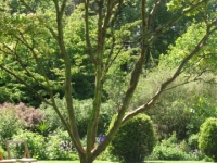 Gardens at Smedmore House