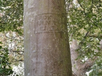 Smedmore-house-garden-engraved-tree-