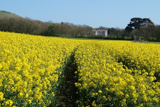 View to Smedmore House across fields