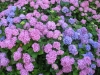 Hydrangeas at Smedmore House