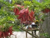 Lobster Claw plant at Smedmore House
