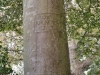 Smedmore-house-garden-engraved-tree-